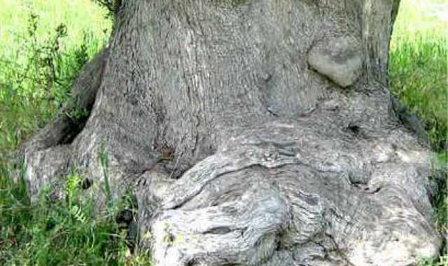 "L'ulivo pensante": Nessun fotoritocco, quell'albero esiste e va protetto